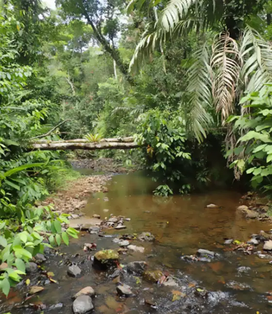 Stream